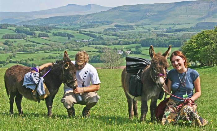 walking with mini donkeys near pen y fan